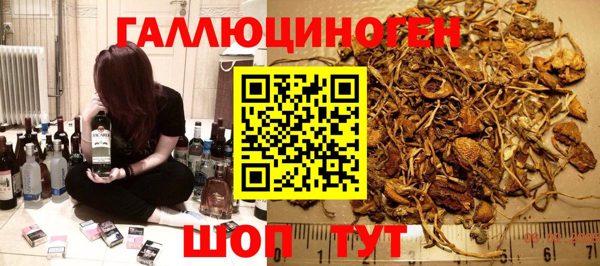 Галлюциногенные грибы Psilocybe Вологда